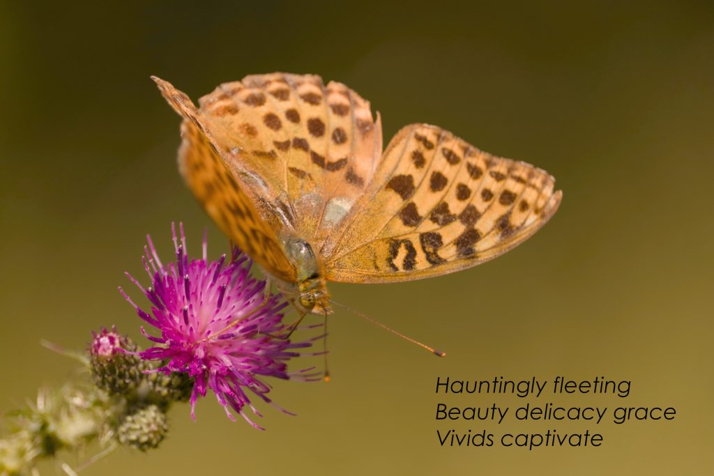 Fritillary butterfly on pink thistle