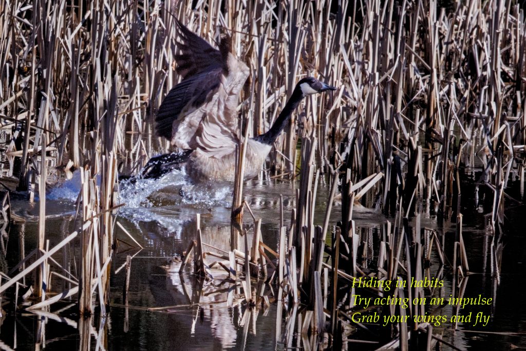 Poetry, haiku, canada goose, reflections, rushes, take-off