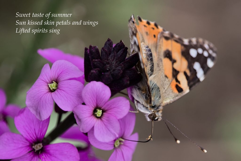 haiku poetry Ashdown Forest butterfly