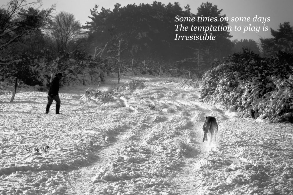 Dog playing in snow on Ashdown Forest