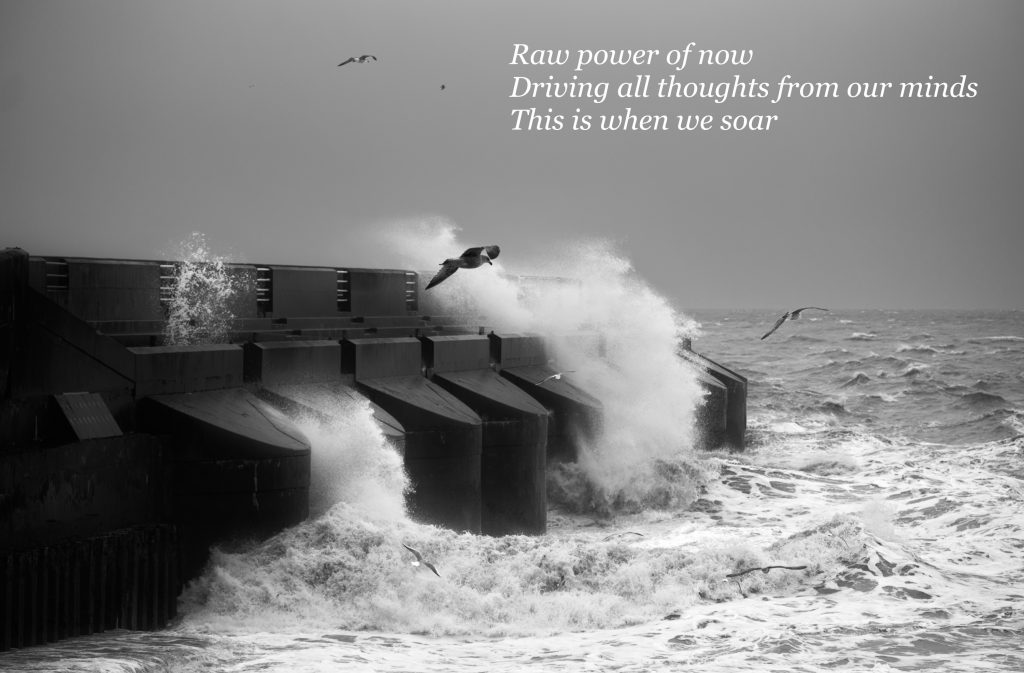 seagulls soaring Brighton Marina