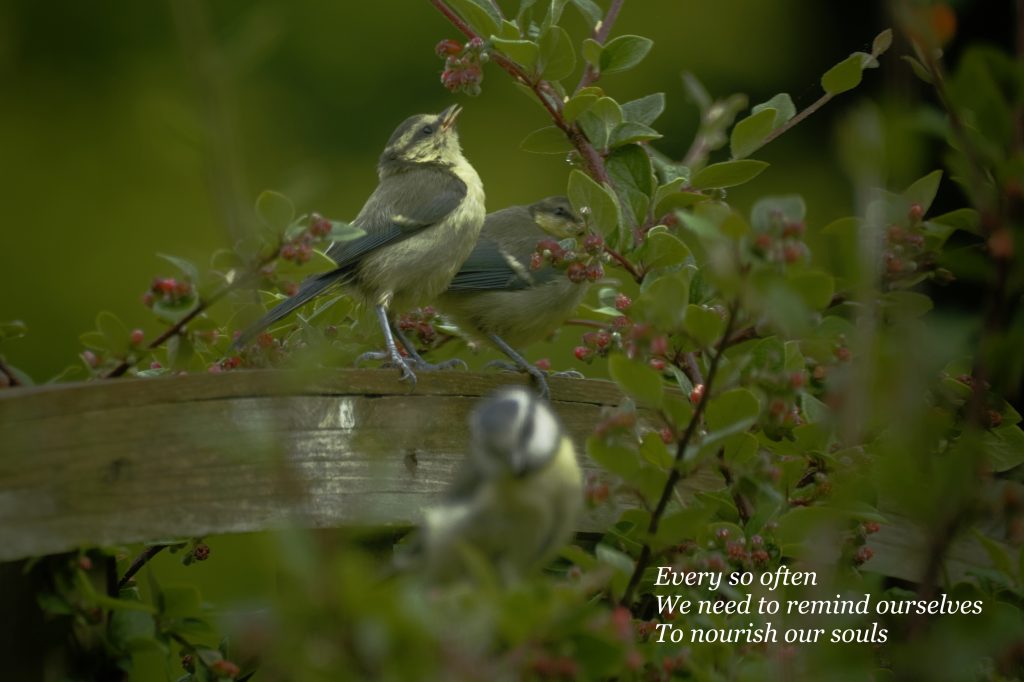Ashdown forest, poetry, haiku, blue tit, birds