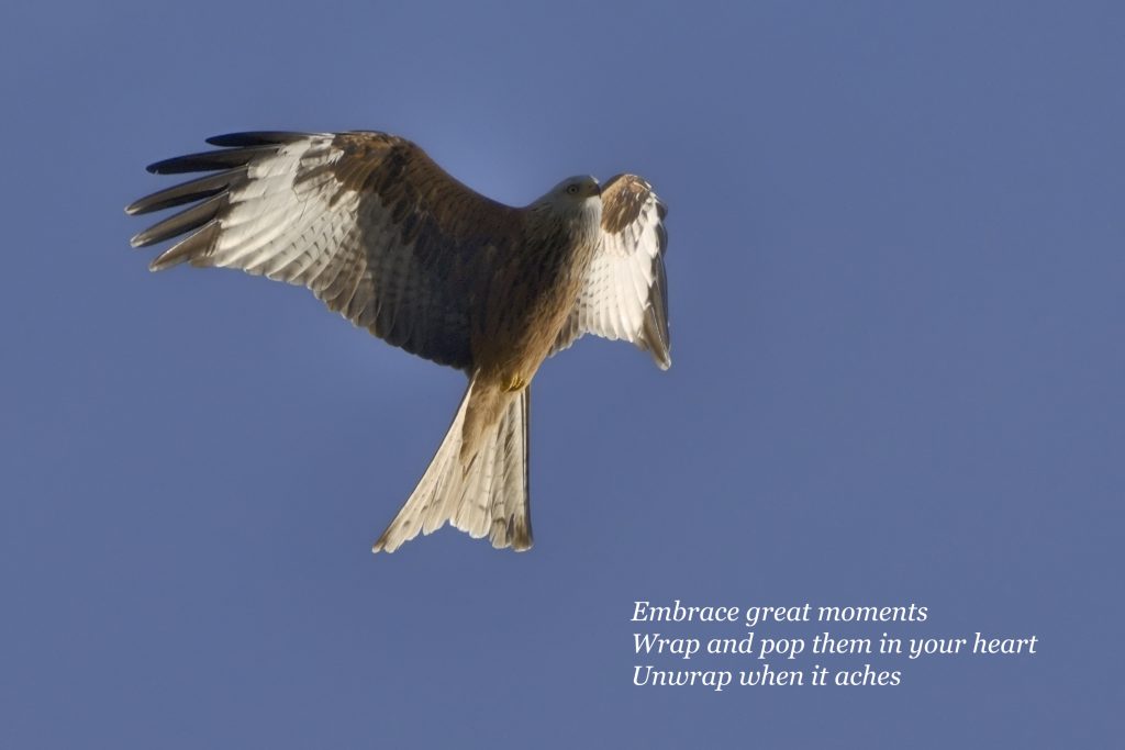 Haiku ,poetry, Ashdown Forest, Red Kite
